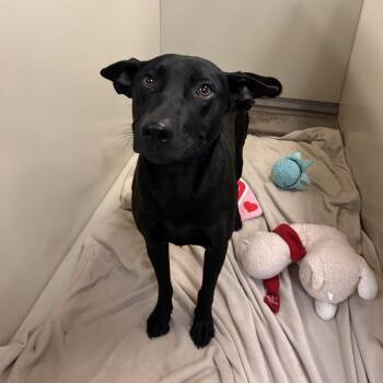 Anubis -  Shepherd and Mixed Breed Dog for Adoption in Flagstaff, Arizona - Anubis | PetCurious