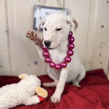 Shar Pei and Pug Dogs Available for Adoption in Atlanta, Texas - Marshmallow | PetCurious