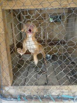 CUCKLS -  Pit Bull Terrier Dog for Adoption in Fort Lauderdale, Florida - CUCKLS | PetCurious