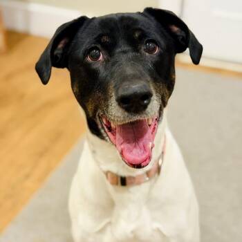 Border Collie and Hound Dogs Available for Adoption - Lilly | PetCurious