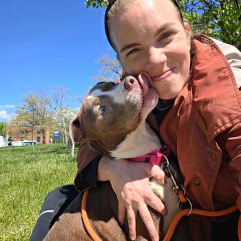 American Staffordshire Terrier Dogs Available for Adoption in Grand Rapids, Michigan - Pocket | PetCurious