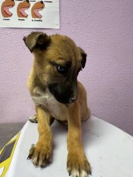 German Shepherd Dog and Mixed Breed Dogs Available for Adoption in El Paso, Texas - 60918522 | PetCurious