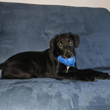 Mixed Breed Dogs Available for Adoption in State College, Pennsylvania - Wembley | PetCurious