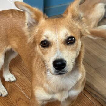Taffy -  Chihuahua Dog for Adoption in Sonoma, California - Taffy | PetCurious