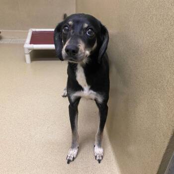 London -  Hound and Beagle Dog for Adoption in Monroe, Georgia - London | PetCurious