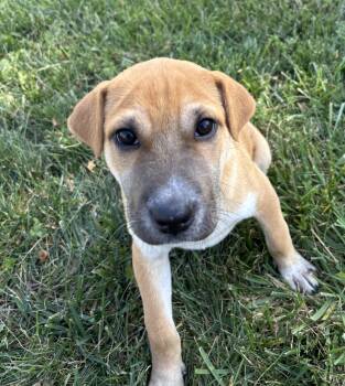 Tootsie Roll -  German Shepherd Dog and Shar Pei Dog for Adoption in Whitestown, Indiana - Tootsie Roll | PetCurious