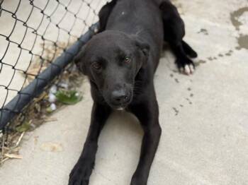 German Shepherd Dog and Mixed Breed Dogs Available for Adoption in Tulsa, Oklahoma - CHALLENGER | PetCurious