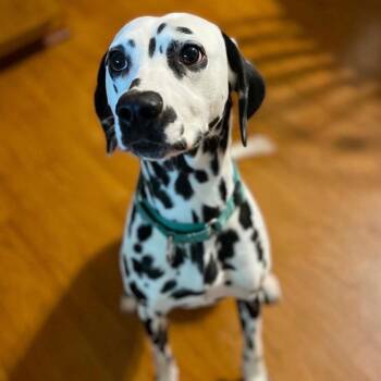 Charlie -  Dalmatian Dog for Adoption in Baton Rouge, Louisiana - Charlie | PetCurious