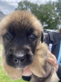Yogi -  Shepherd Dog for Adoption in Berlin, New Jersey - Yogi | PetCurious
