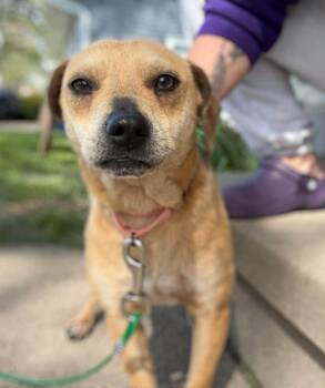 Beagle and Chihuahua Dogs Available for Adoption in Dysart, Iowa - Snoop | PetCurious