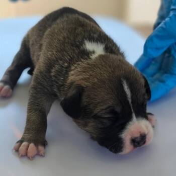 Reggie -  Pit Bull Terrier and Mixed Breed Dog for Adoption in Chapel Hill, North Carolina - Reggie | PetCurious