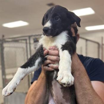 Pit Bull Terrier and Mixed Breed Dogs Available for Adoption - RAZZLE | PetCurious
