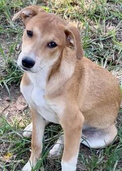 Eleanor -  Carolina Dog and Labrador Retriever Dog for Adoption in Okolona, Mississippi - Eleanor | PetCurious
