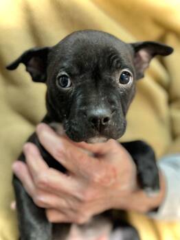 Boxer Dogs Available for Adoption - Pea | PetCurious