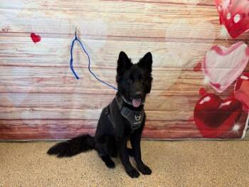 German Shepherd Dog and Chow Chow Dogs Available for Adoption - CHIP | PetCurious