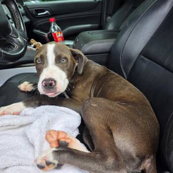 Rogue -  Mixed Breed Dog for Adoption in Valdosta, Georgia - Rogue | PetCurious
