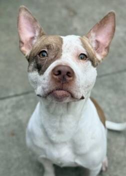 Sunday -  Pit Bull Terrier Dog for Adoption in Chicago, Illinois - Sunday | PetCurious