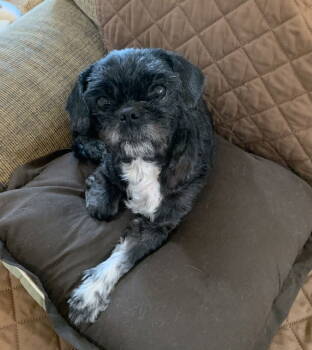 Rescue Shih Tzu Dogs for Adoption in Columbia, Tennessee - Vanity ~ | PetCurious