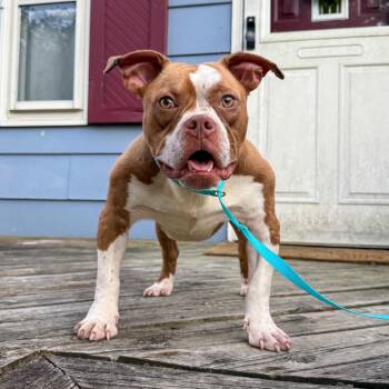 Huey -  English Bulldog and Mixed Breed Dog for Adoption in Valparaiso, Indiana - Huey | PetCurious