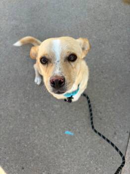 Rowan -  Chihuahua Dog for Adoption in New London, Wisconsin - Rowan | PetCurious