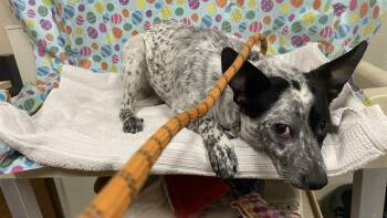 Australian Cattle Dog Blue Heeler Dogs Available for Adoption - A608643 | PetCurious