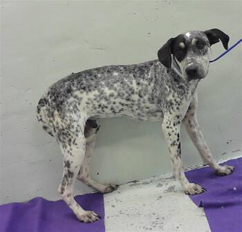 Bluetick Coonhound and Mixed Breed Dogs Available for Adoption in Houston, Texas - A2066640 | PetCurious