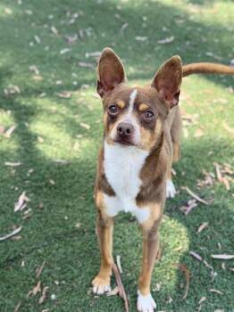 Chihuahua Dogs Available for Adoption - CASHEW | PetCurious