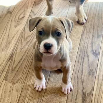 Rocket (Rocky) -  Mixed Breed Dog for Adoption in St. Peters, Missouri - Rocket (Rocky) | PetCurious