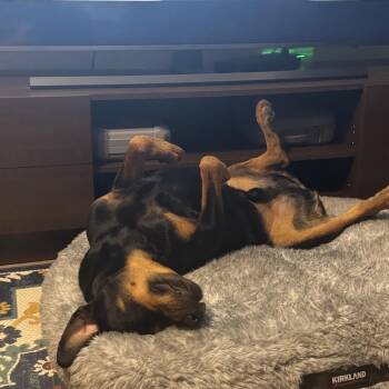 River -  Rottweiler Dog for Adoption in Fallon, Nevada - River | PetCurious