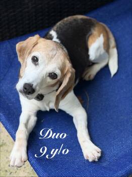 Duo -  Beagle Dog for Adoption in Smyrna, Georgia - Duo | PetCurious