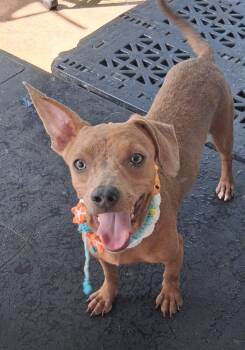 Hugo -  Chiweenie Dog for Adoption in Albion, New York - Hugo | PetCurious