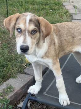 George Jones -  Australian Cattle Dog Blue Heeler and Siberian Husky Dog for Adoption in Fenton, Missouri - George Jones | PetCurious