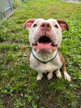 Quinly -  Pit Bull Terrier Dog for Adoption in Chicago, Illinois - Quinly | PetCurious