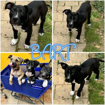American Bully and Pit Bull Terrier Dogs Available for Adoption in Hatfield, Pennsylvania - Bart | PetCurious