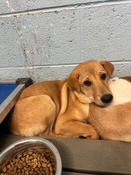 Shepherd and Mixed Breed Dogs Available for Adoption in Blountville, Tennessee - Watermelon | PetCurious