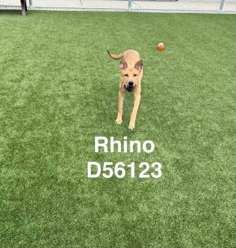 Rhino -  Black Mouth Cur Dog for Adoption in Clarksville, Tennessee - Rhino | PetCurious