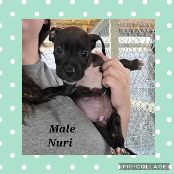 Pit Bull Terrier Dogs Available for Adoption in Ringwood, New Jersey - Nuri | PetCurious