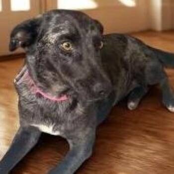 Cattle Dog Dogs Available for Adoption in Calverton, New York - Suki | PetCurious