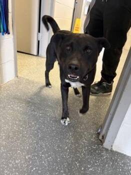 Pit Bull Terrier Dogs Available for Adoption - Pat | PetCurious