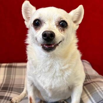 Chihuahua Dogs Available for Adoption in Pekin, Illinois - Honey | PetCurious