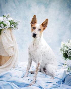 Freckles (Portland, OR) -  Australian Cattle Dog Blue Heeler Dog for Adoption in Mount Vernon, Washington - Freckles (Portland, OR) | PetCurious