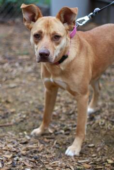 Shepherd and Terrier Dogs Available for Adoption in Skyline, Minnesota - Letty | PetCurious
