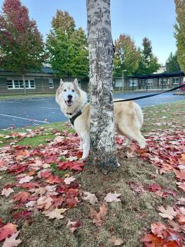 Rescue Husky Dogs for Adoption in Santa Monica, California - Nolan | PetCurious