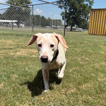 Combo -  Beagle and Mixed Breed Dog for Adoption in Cabot, Arkansas - Combo | PetCurious