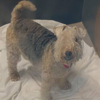 Patriot (Pat) -  Lakeland Terrier and None Dog for Adoption in Palm Springs, California - Patriot (Pat) | PetCurious