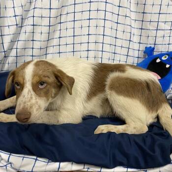 TILBY -  Australian Shepherd and Mixed Breed Dog for Adoption in Modesto, California - TILBY | PetCurious