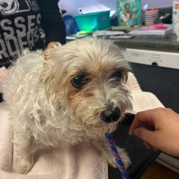 Prissy Missy -  Yorkshire Terrier Dog for Adoption in Northbrook, Illinois - Prissy Missy | PetCurious