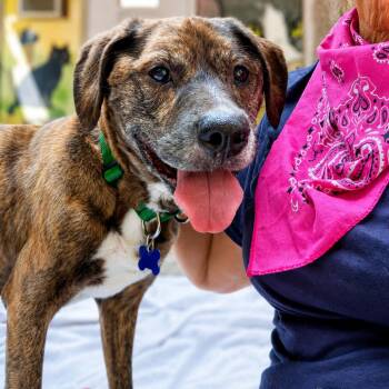 Johnny -  Mixed Breed Dog for Adoption in Hopkinton, Massachusetts - Johnny | PetCurious