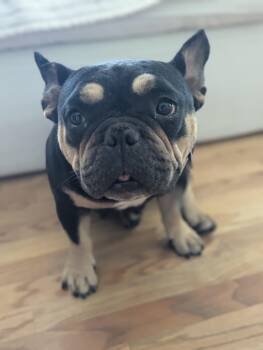 Betty -  English Bulldog and French Bulldog Dog for Adoption in Denver, Colorado - Betty | PetCurious