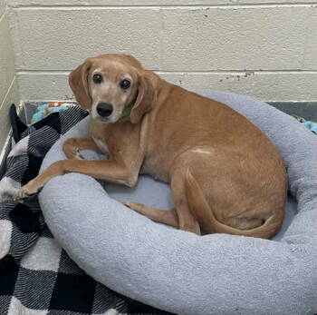 Rescue Hound Dogs for Adoption in Fairfax, Virginia - Bean *Adopt Or Foster* | PetCurious